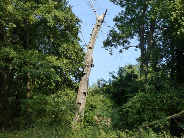 Totholz_Baumgutachten_Nieplitzdamm
