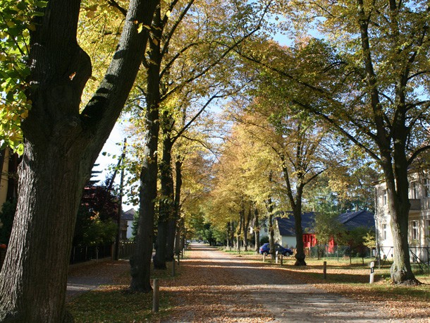 Allee_Baumkataster