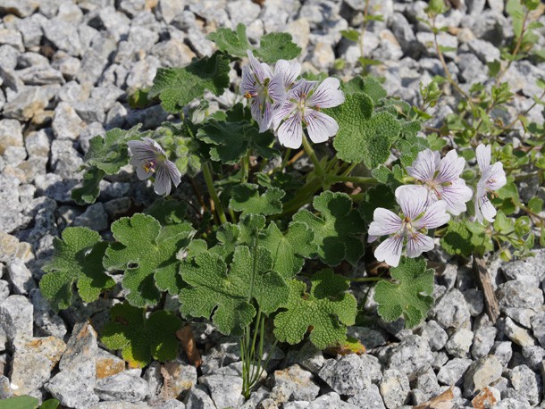 Storchschnabel_Dorfanger_Grosskoschen