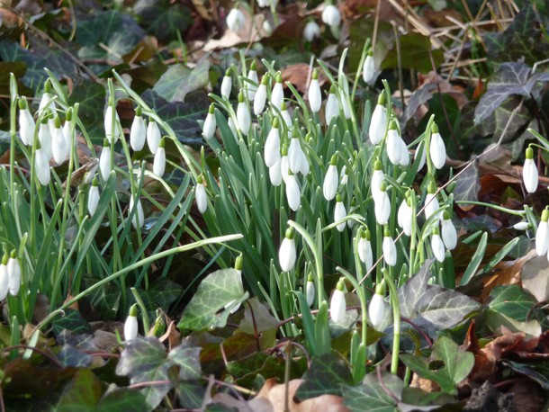 Vorgarten_Schneegloeckchen_Villa_Finsterwalde