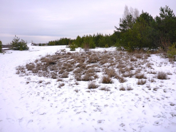 Schneedecke_OEBB_Sachsen