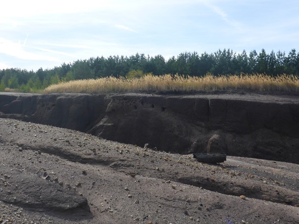 Uferschwalbe_Schiffbarmachung_Grossraeschener_See