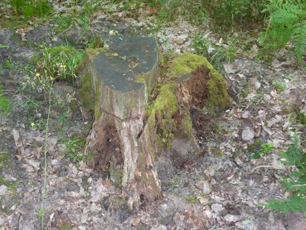 Baumstumpf_Kleinsee_Seewasserstabilisierung_Schlaubetal