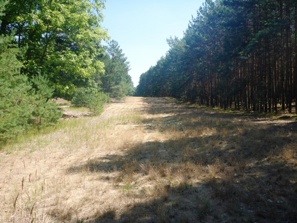 Schneise_Grosssee_Seewasserstabilisierung_Schlaubetal