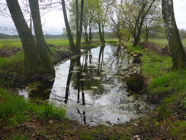 Entschlammung_Teich_Kaden_nachher_Windpark_DubenII