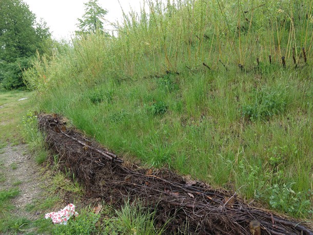 ausgetriebene_Buschlagen_Boeschungssicherung_Bruecke_Senftenberg