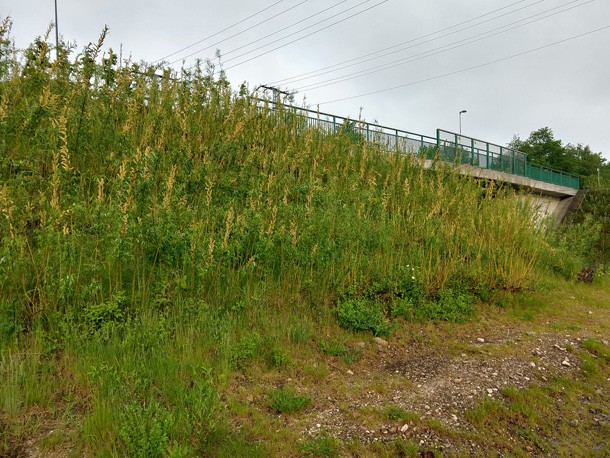 begruente_Boeschung_Boeschungssicherung_Bruecke_Senftenberg