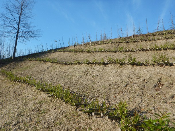 Buschlagen_Boeschungssicherung_Bruecke_Senftenberg